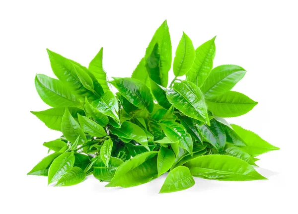 Beyaz arkaplanda izole çay yaprağı