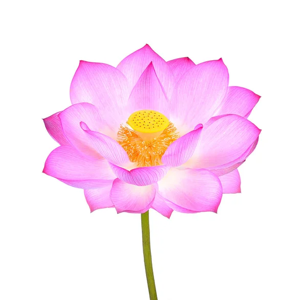 Lotus Flower Isolated White Background — Stock Photo, Image