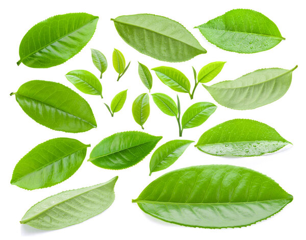 tea leaf isolated on white background