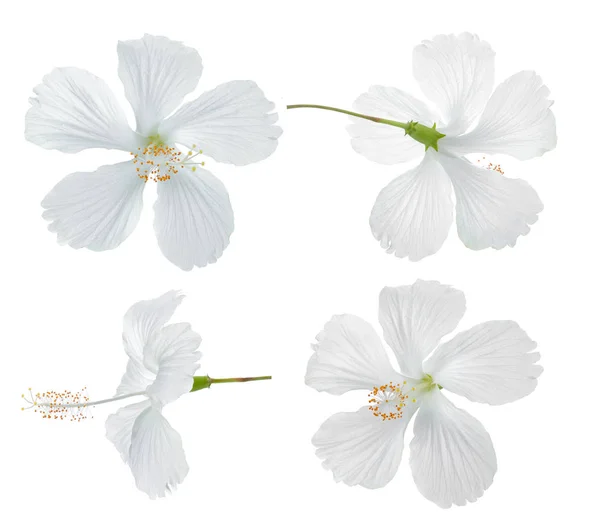 Hvid Hibiscus Blomst Isoleret Hvid Baggrund - Stock-foto