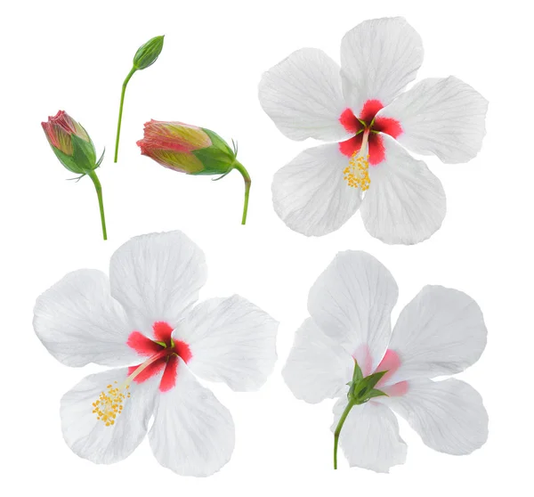 Vit Hibiskus Blomma Isolerad Vit Bakgrund — Stockfoto