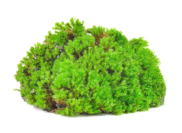 Green Moss Isolated White Bakground — Stock Photo, Image