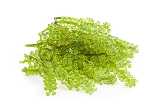 Uvas Marinas Caviar Verde Algas Marinas — Foto de Stock