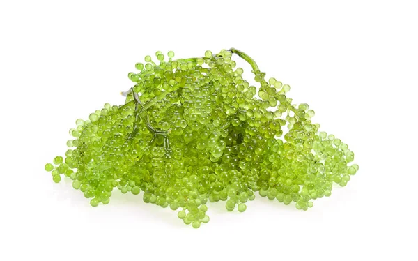 Uvas Marinas Caviar Verde Algas Sobre Fondo Blanco —  Fotos de Stock