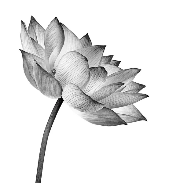 白地に孤立した蓮の花 — ストック写真