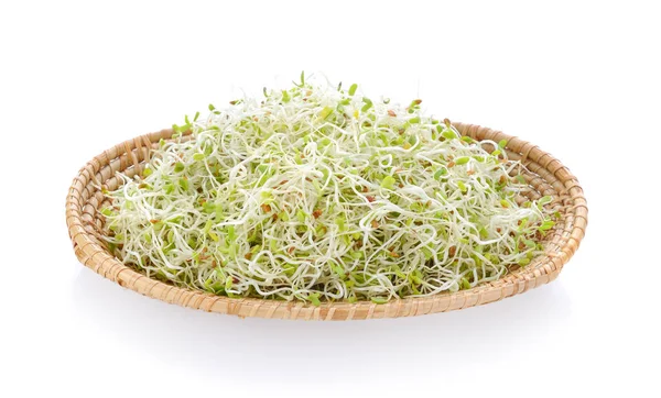 Yonca filiz bir sepette beyaz arka plan üzerinde
