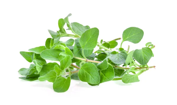 Fresh Oregano Herb White Background — Stock Photo, Image