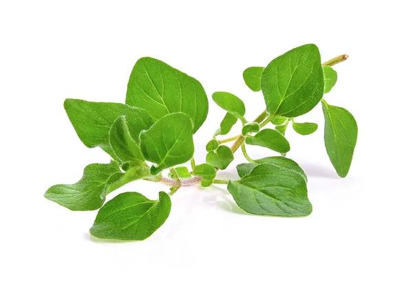 Fresh Oregano Herb Latar Belakang Putih — Stok Foto