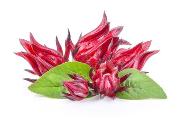 Beyaz arka planda izole edilmiş Roselle meyveleri.