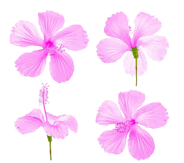 Hibiscus Bloem Geïsoleerd Witte Achtergrond — Stockfoto