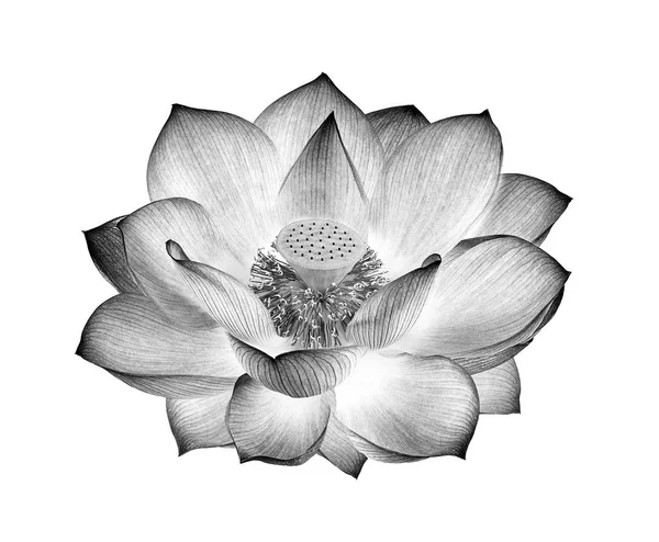 Fleur Lotus Noir Blanc Isolé Sur Fond Blanc — Photo