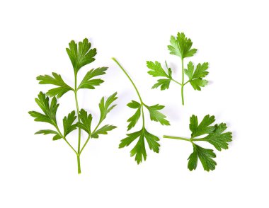Maydanoz bitkisi beyaz arkaplanda izole edildi