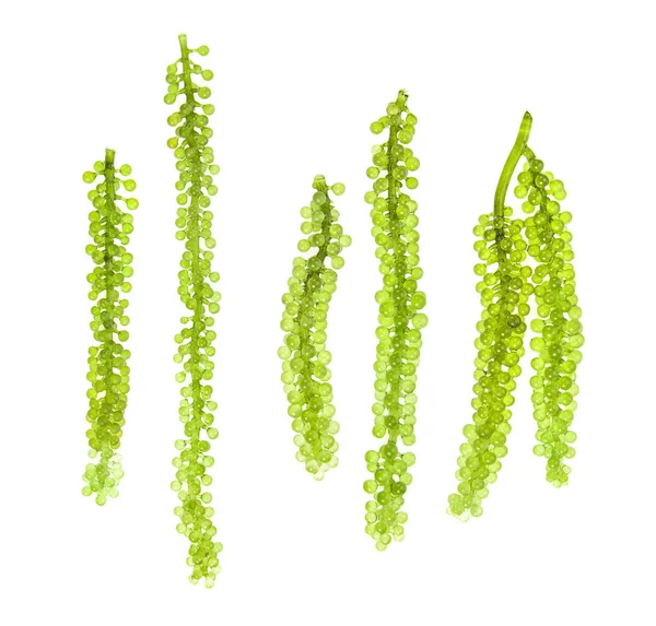 Meerestrauben Grüner Kaviar Algen Auf Weißem Hintergrund — Stockfoto