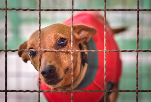 Old Dog Cage — Stock Photo, Image