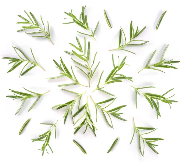 Rosemary Isolated White Background — Stock Photo, Image