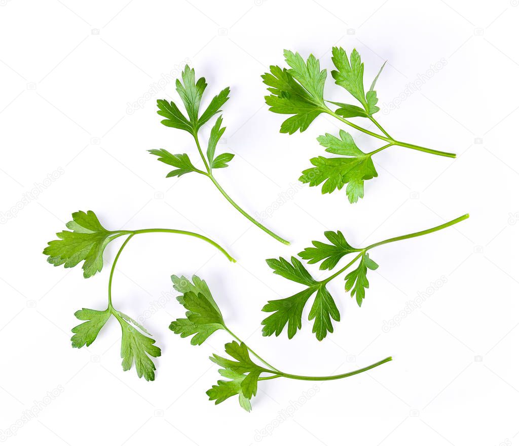 Parsley herb isolated on white background