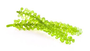 Deniz üzüm (yeşil havyar) yosun. Tam kırpma yolu ile alan derinliği. 