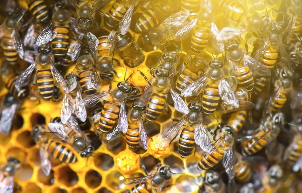 Закрыть Обзор Работающим Пчелам Честных Клетках — стоковое фото