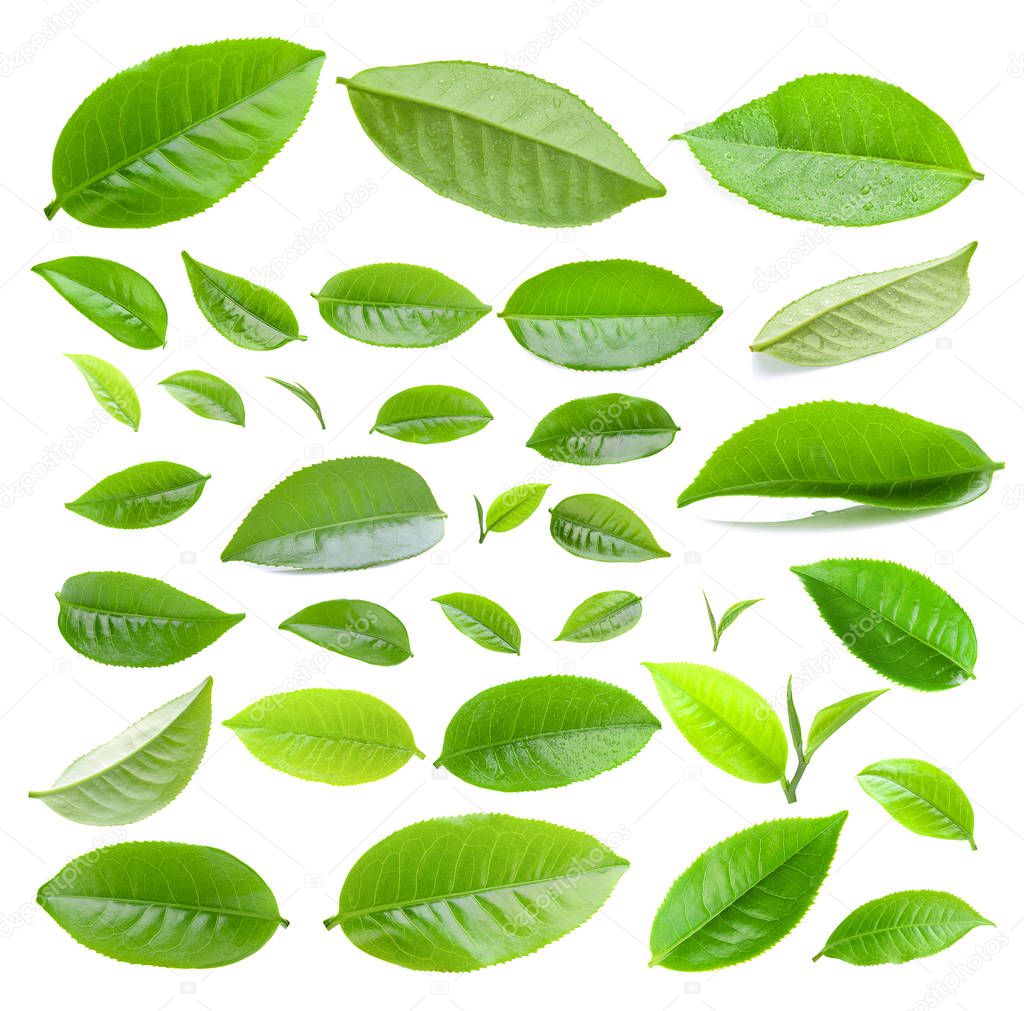  tea leaf isolated on white background