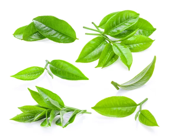 Satz Junger Teeblätter Isoliert Auf Weißem Hintergrund — Stockfoto