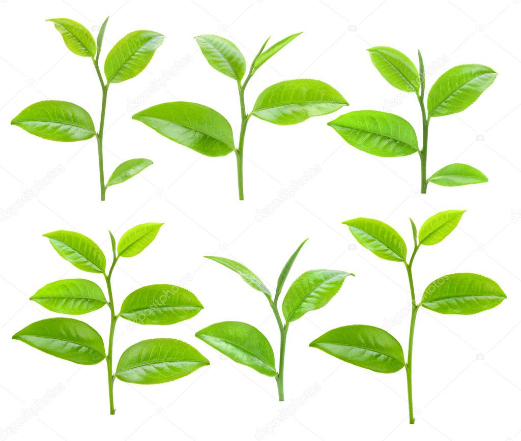 Young tea leaves isolated on white background