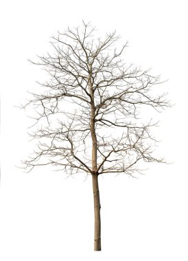 Beyaz bir arka plan üzerinde kuru ağaçlar