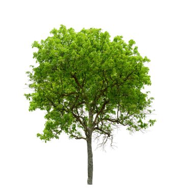 Beyaz arkaplanda izole edilmiş tropikal ağaçlar