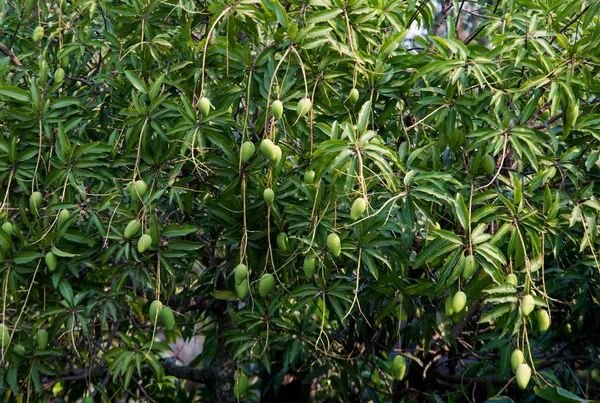 Grüne Mango Auf Dem Baum — Stockfoto