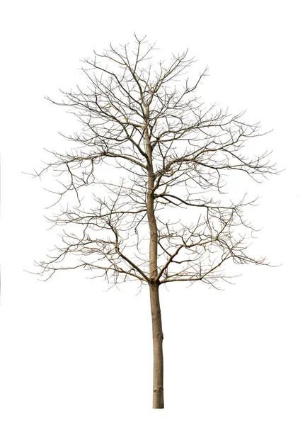 Beyaz bir arka plan üzerinde kuru ağaçlar