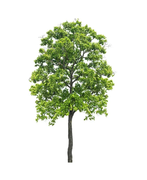 Beyaz arkaplanda izole edilmiş tropikal ağaçlar