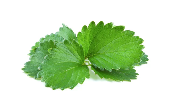 Leaf Isolated White Background — Stock Photo, Image