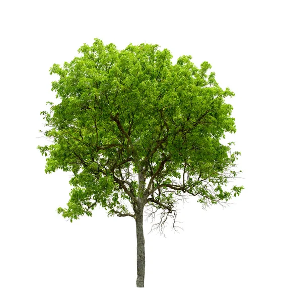 Beyaz arkaplanda izole edilmiş tropikal ağaçlar