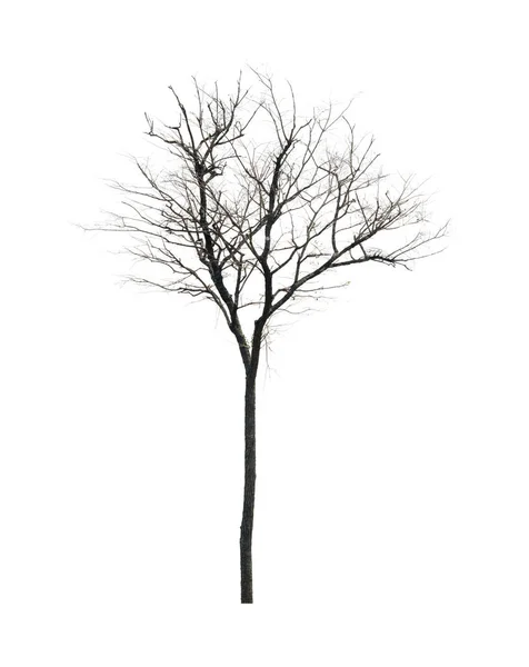 Dead Tree White Background — Stock Photo, Image