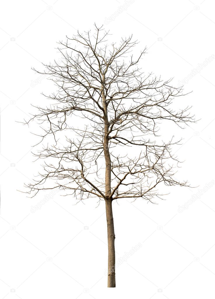 dry trees on a white background