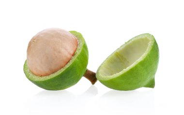 Beyaz arka planda izole edilmiş Macadamia fındıkları.