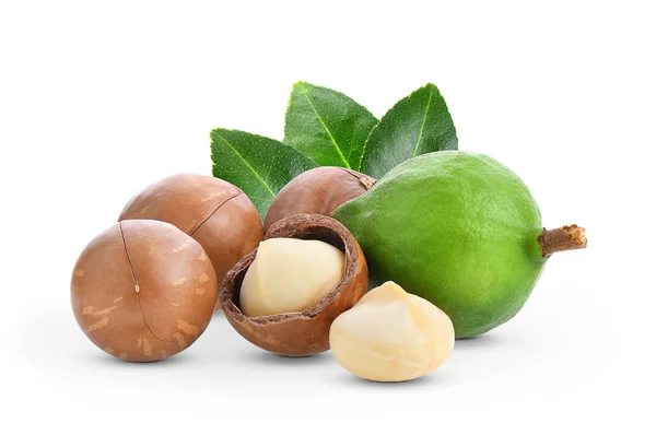 Macadamia Nuts Leaf Isolated White Background — Stock Photo, Image
