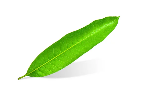 Beyaz Arkaplanda Yalıtılmış Mango Yaprağı — Stok fotoğraf