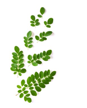 Moringa yaprakları tıbbi özelliklere sahip. üstten görünüm