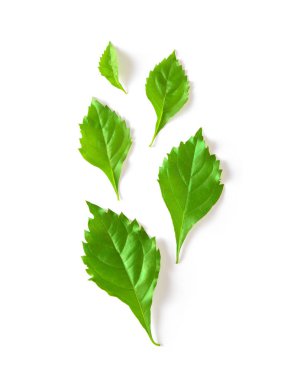 Beyaz arka plan üzerinde izole yaprak. TOPVIEW