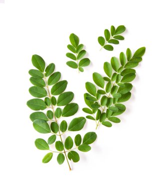 Moringa yaprakları tıbbi özelliklere sahip. üstten görünüm
