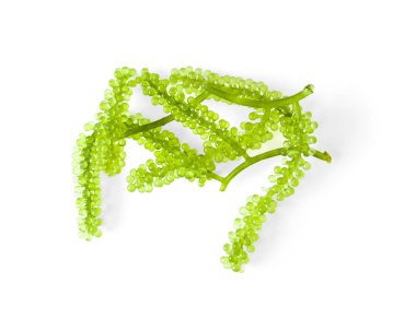 Beyaz arkaplanda deniz yosunu (yeşil havyar)