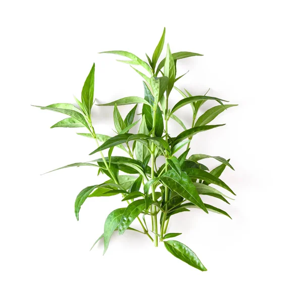 白い背景の上の新鮮な Kariyat ハーブ植物 — ストック写真