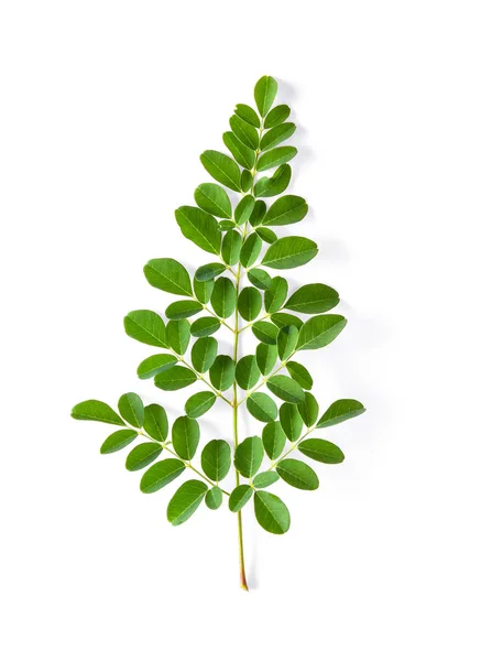 Moringa Levelek Gyógyászati Tulajdonságokkal Rendelkeznek Szemközti Nézet — Stock Fotó