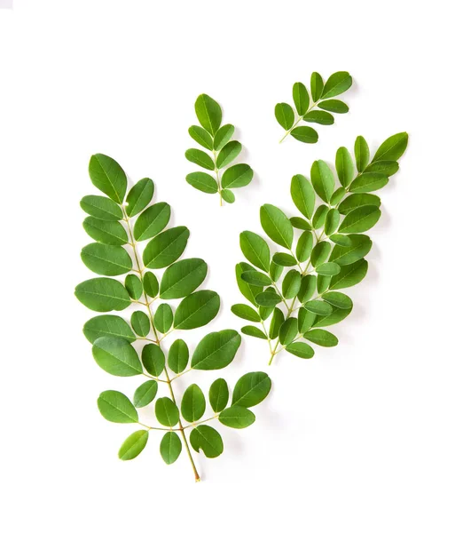 Moringa Φύλλα Έχουν Φαρμακευτικές Ιδιότητες Top View — Φωτογραφία Αρχείου