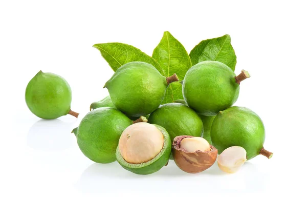 Macadamia Nuts Leaf Isolated White Background — Stock Photo, Image