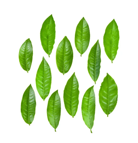 Beyaz Arkaplanda Yeşil Çay Yaprağı Izole — Stok fotoğraf