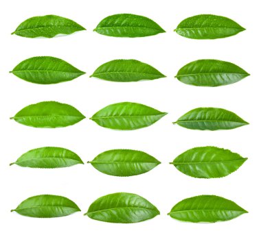 Beyaz arkaplanda çay yaprağı