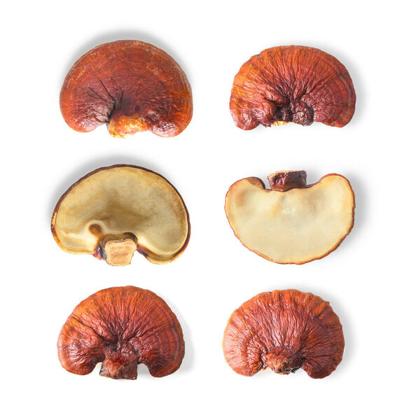 Lingzhi Mushroom Isolated on white background