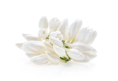 beyaz arka plan üzerinde taze kahve çiçeği