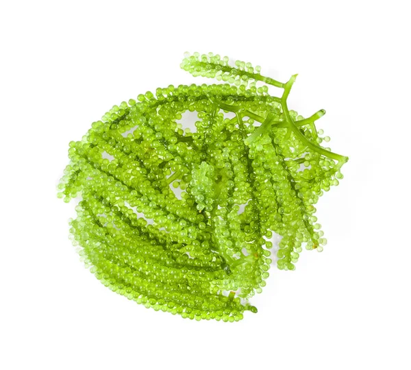 Sea grapes ( green caviar ) seaweed on white background — Stock Photo, Image